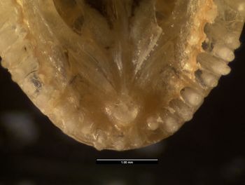 Media type: image;   Herpetology R-132035